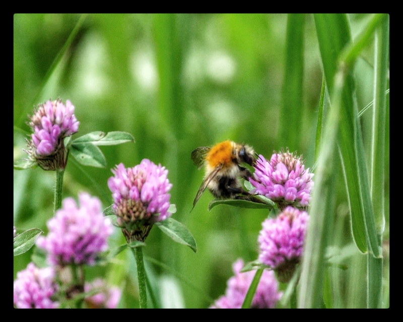 Was krabbelt und fliegt denn da?