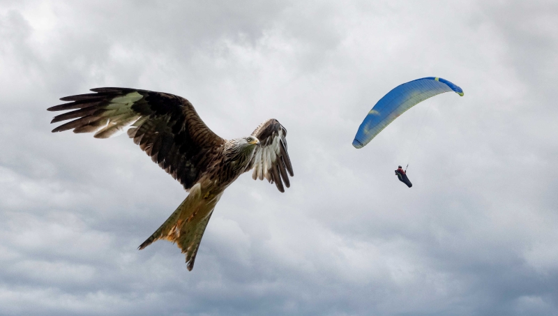 Ob da das Mittagessen vorbei fliegt?