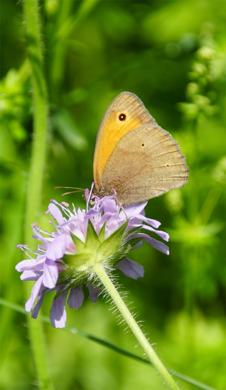 Schmetterling auf Blüte