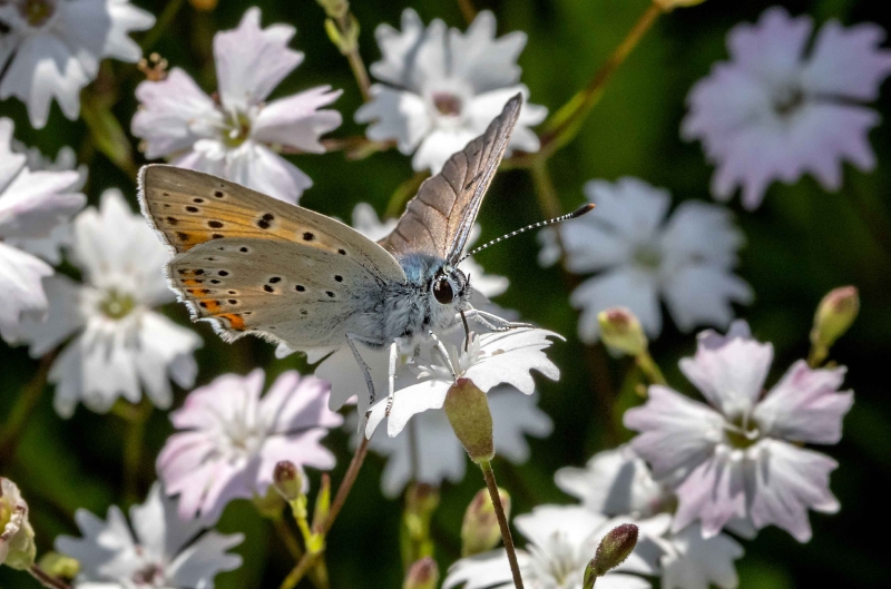 Ein Schmetterling lies sich heute blicken