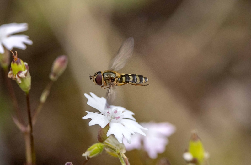 Diese Stehfliege schaut sich die Blüte unter ihr an