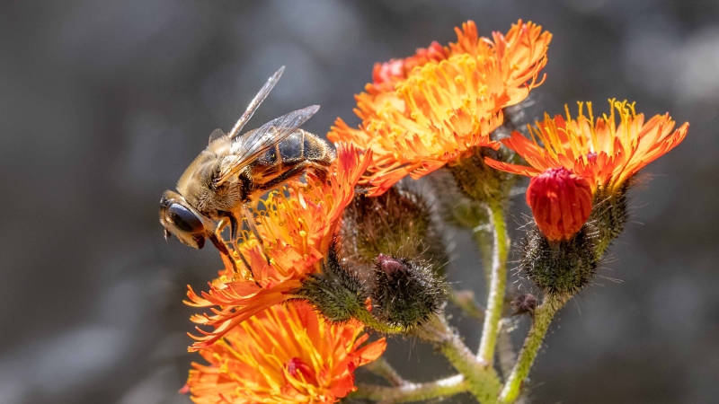 Summ, summ summ Bienchen summ herum