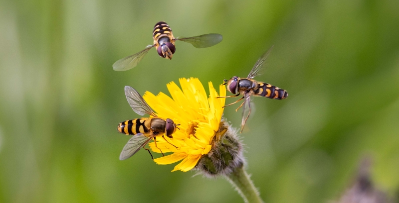 Diese Blüte war heute besonders gefragt