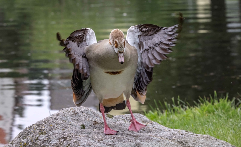 Diese Haltung bedeutet Gänse-sprachlich