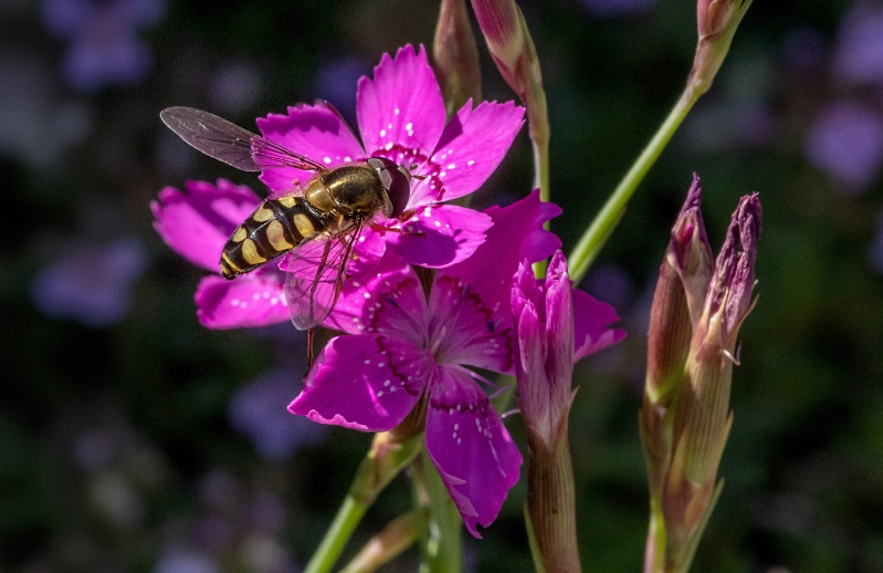 Die kleine Heidenelke ist bei den Insekten begehrt