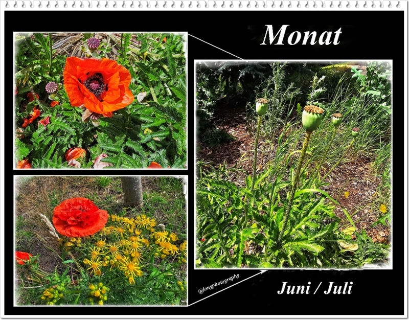 Mohnblumen in Juni / Juli