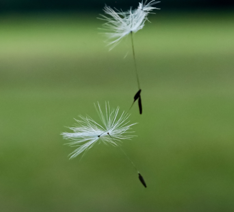 Schirmchen in der Luft