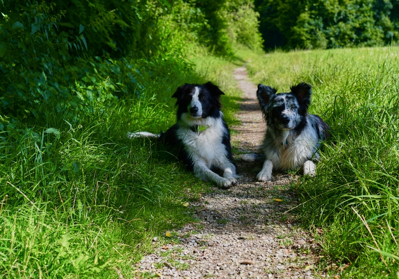 Border Collies Faro und Moja