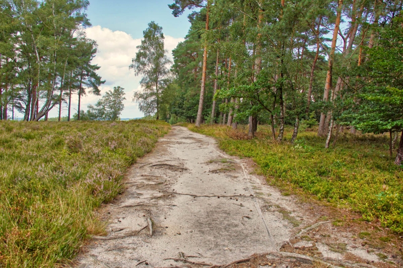 Weg in der Fischbeker Heide