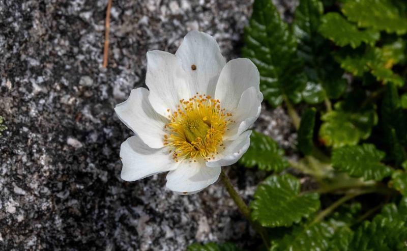 Das ist eine Alpen Kuhschelle. Wächst auch im Felsengarten.