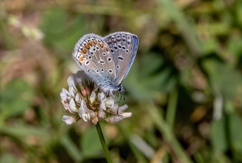 Die Bläulinge scheinen auf Kleeblüten zu stehen