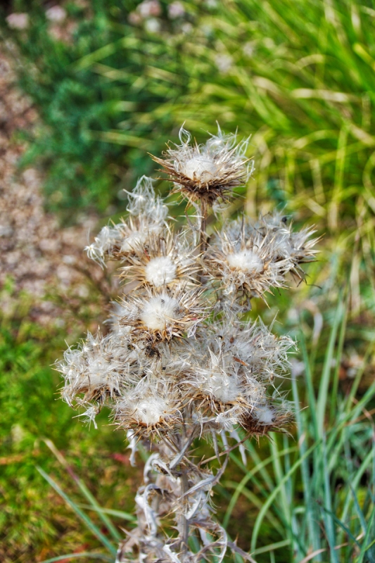 Elfenbein Distel