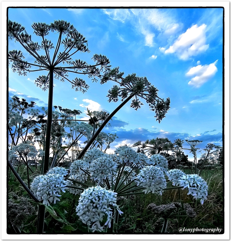 Wildblüten