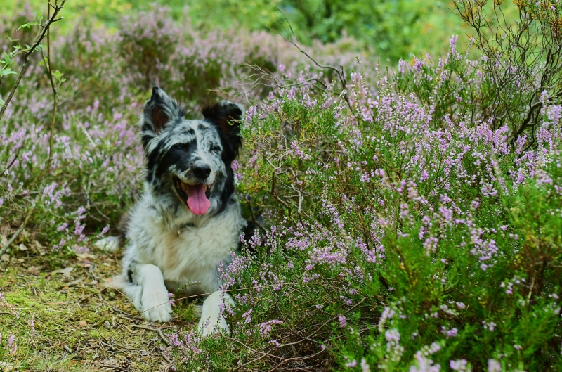 Die Heide blüht schon