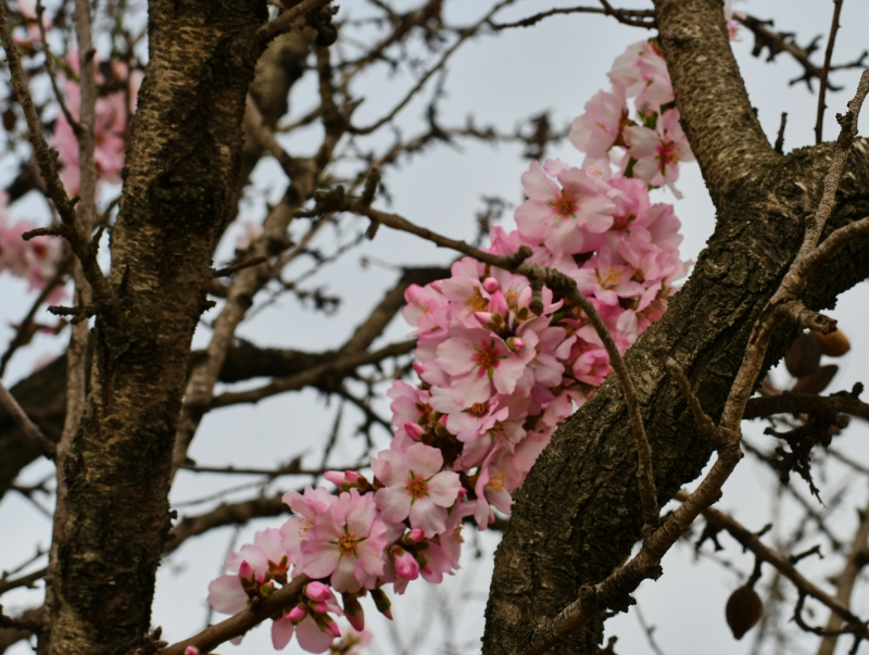 Mandelblüte