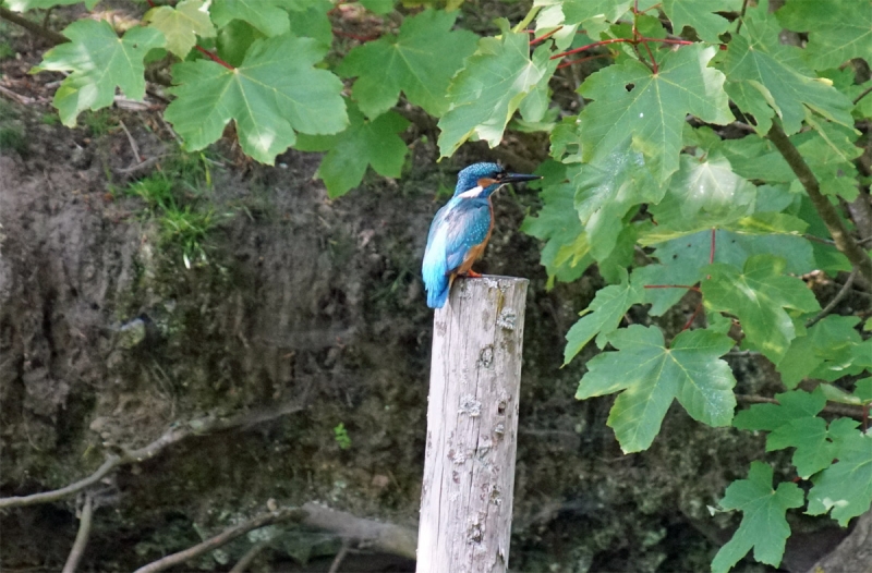 der Eisvogel