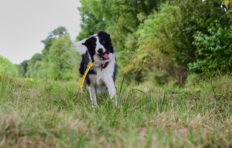 Border Collies sind manchmal jeck