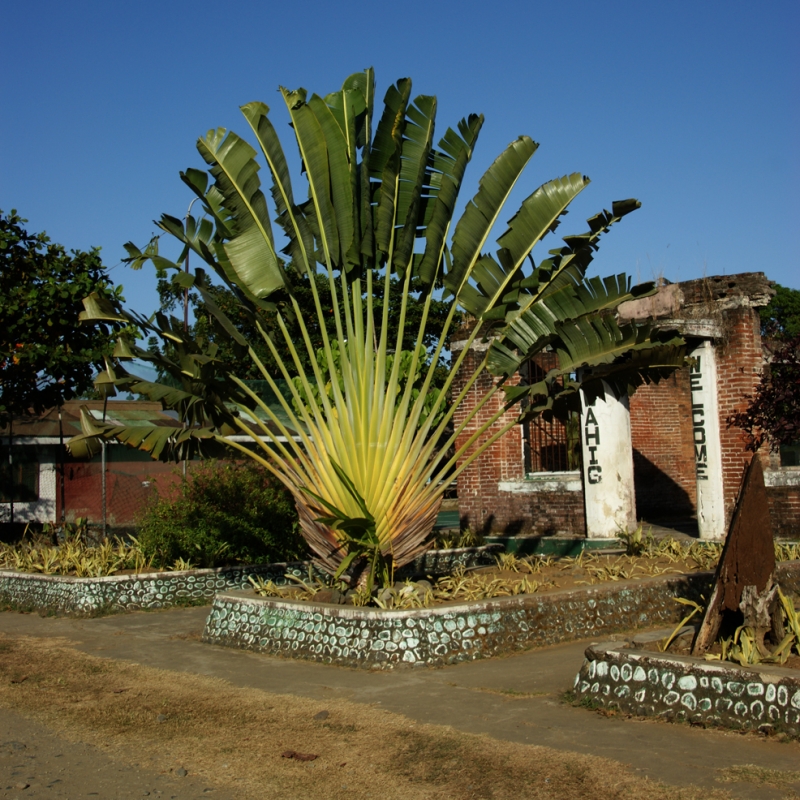 Traveller-Palme, in Südostasien abgelichtet