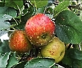Knackige Äpfel hängen jetzt zum ernten bereit