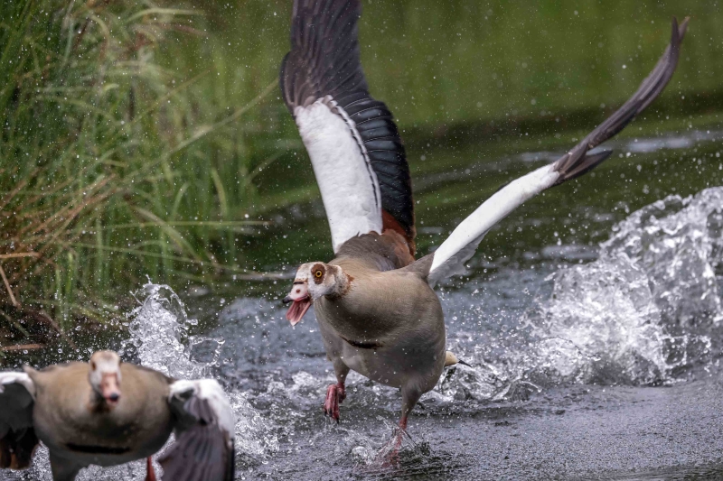 Unsere Nilgans hat jetzt einen Partner gefunden,