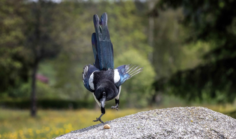 Im Sturzflug und Griffbereit zur Erdnuss.