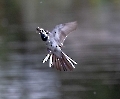 Diese Bachstelze fängt kurz über der Wasseroberfäche Fliegen