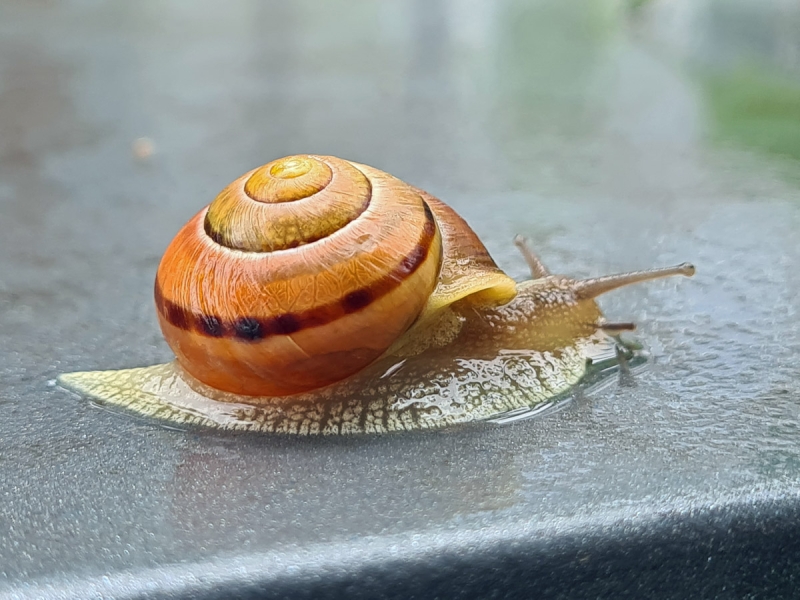 Schnecke im Regen