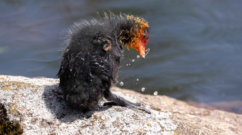 Wenn man aus dem Wasser kommt muß man sich kräftig schütteln