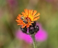 Auf der Blüte sitzt eine Hosenbiene,