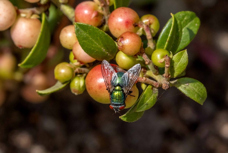 Anscheinend mögen die auch Beeren