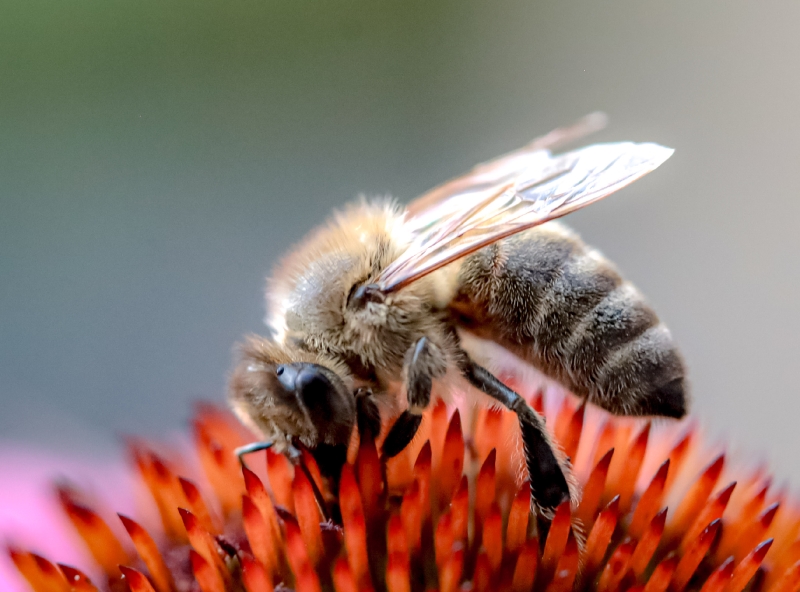 Biene auf Echinacea