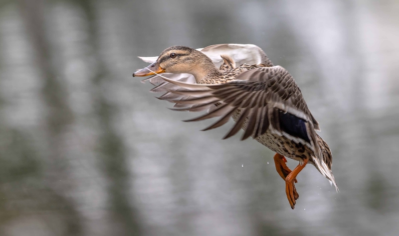 Auf der Flucht vor dem großen und bösen Blässhuhn Gockel