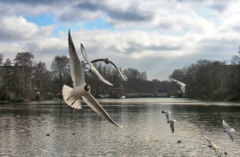 Möwe in der Luft