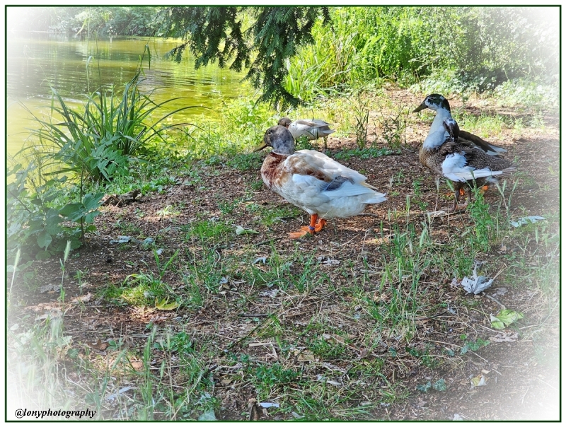 Enten im Park