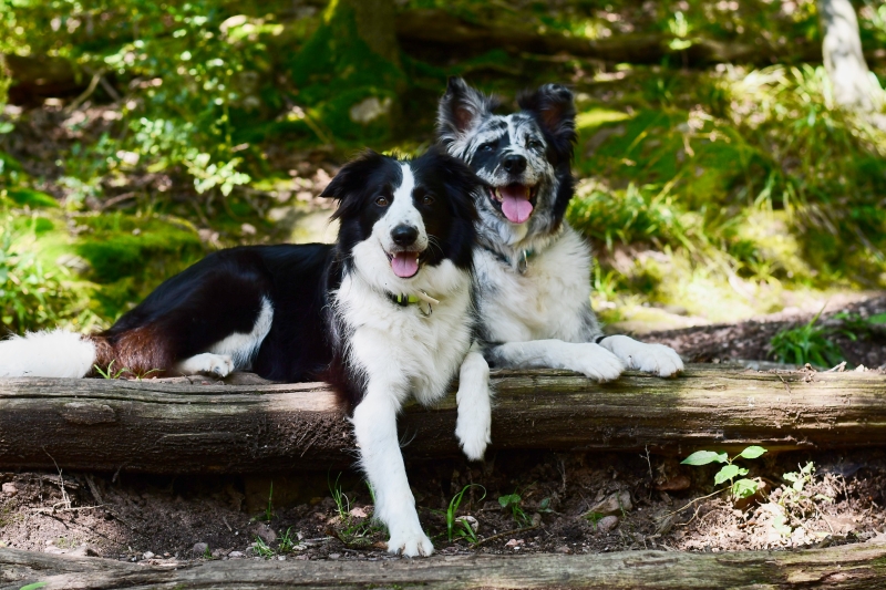 2 x Liebelein