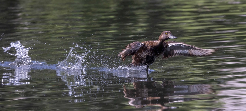 Seit gestern haben wir wieder 2 Reiherenten Weibchen auf dem Teich,