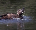 Hier hat sie gerade den Rotmilan über dem Teich entdeckt