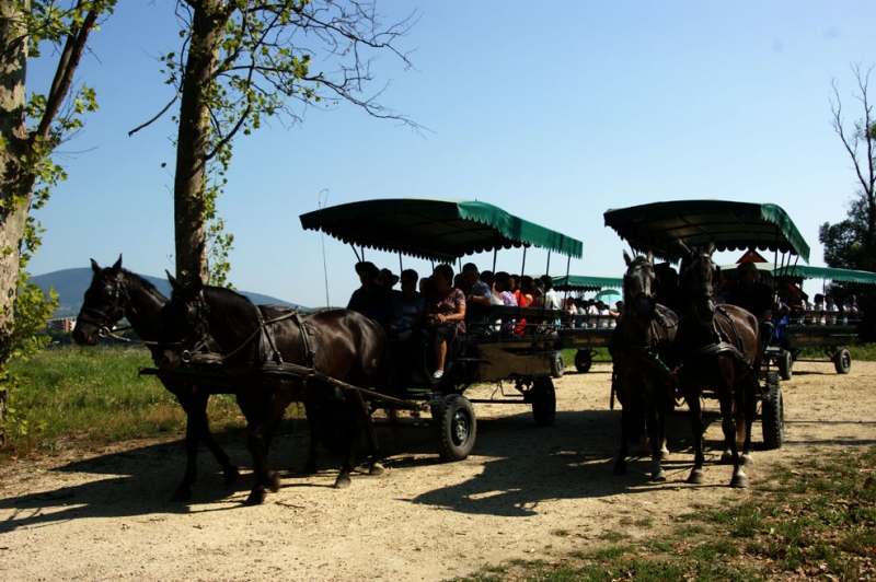 Ausflug mit Pferd + Wagen