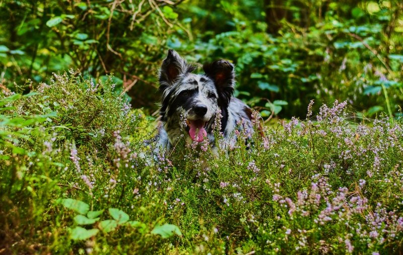 Die Heide blüht