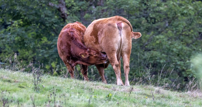 Für den Bauern wäre die Milch viel  zu schade