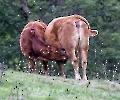 Für den Bauern wäre die Milch viel  zu schade