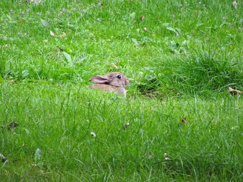 kleines Kaninchen