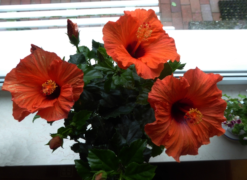 Hibiskusblüten am Fenster