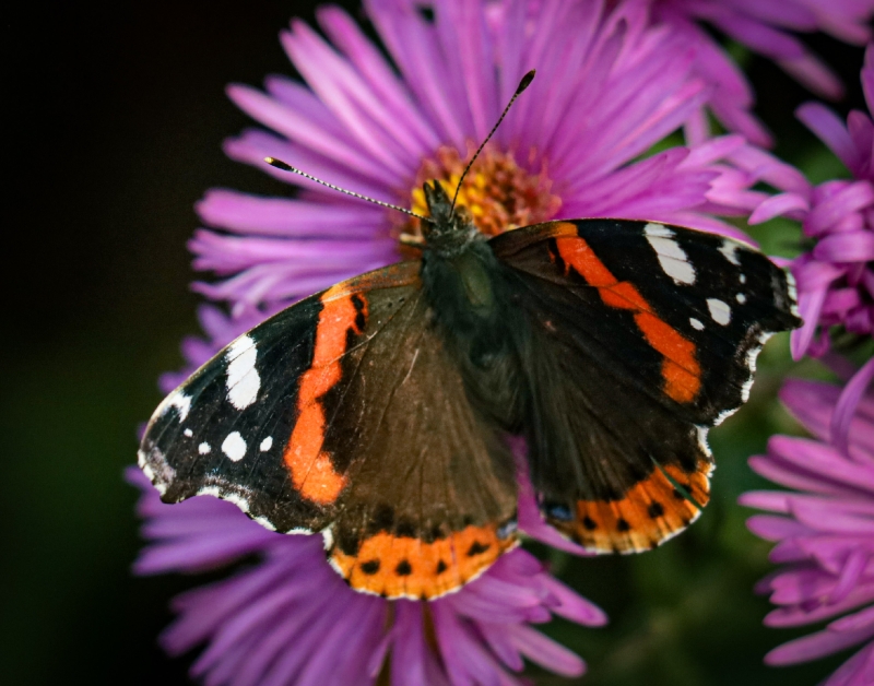 Im eigenen Garten blüht noch was und ist beliebt