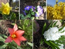 Blumen-Collage