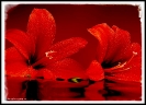 Leuchtend rote Amaryllisblüten