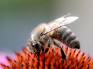 Biene auf Echinacea