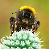 Hummel portrait