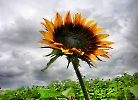 Sonnenblume