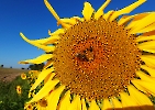 Sonnenblumen im Spätsommer 